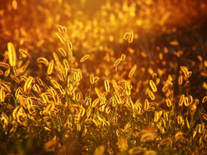 Leave a gift in your will